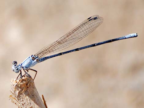 Powdered Dancer (Argia moesta)