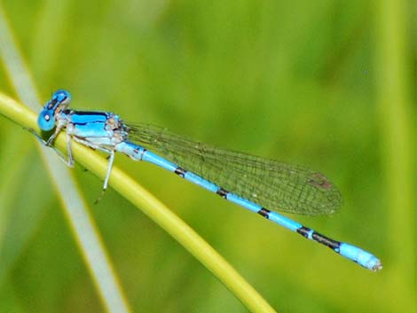 Aztec Dancer (Argia nahuana)