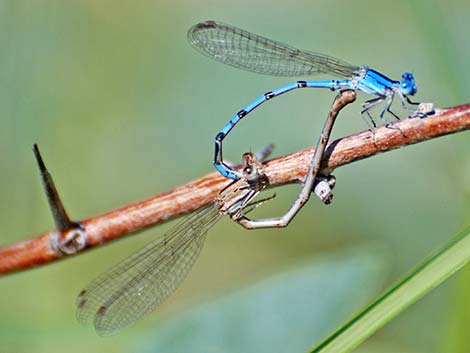 Aztec Dancer (Argia nahuana)