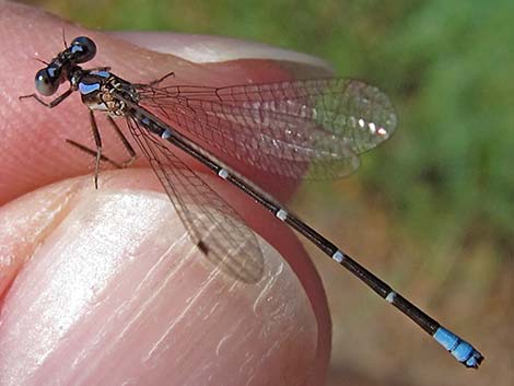 Blue-ringed Dancer (Argia sedula)