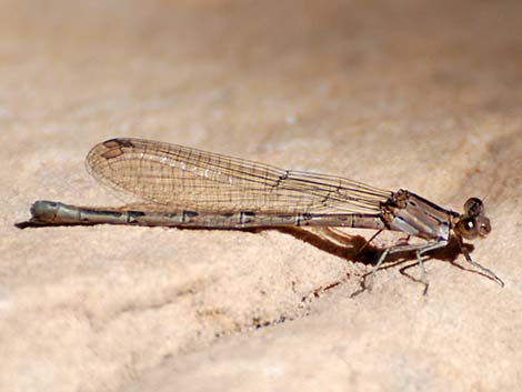 Vivid Dancer (Argia vivida)