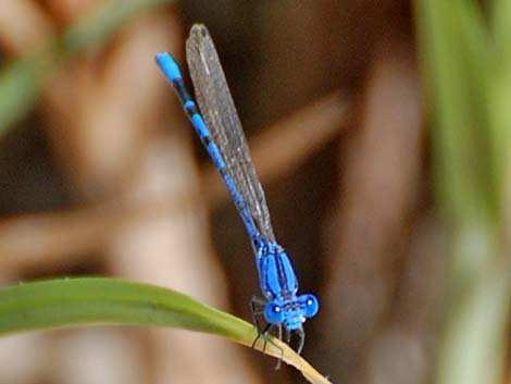 Vivid Dancer (Argia vivida)