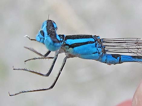 Tule Bluet (Enallagma carunculatum)