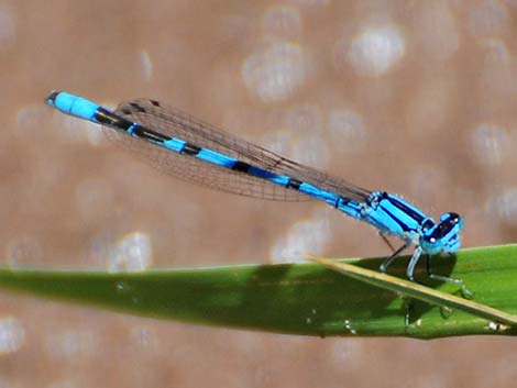 Familiar Bluet (Enallagma civile)