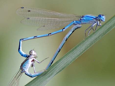 Familiar Bluet (Enallagma civile)