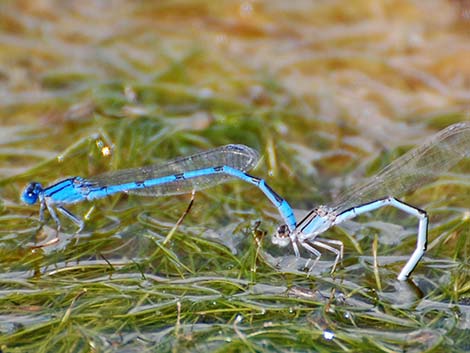 Familiar Bluet (Enallagma civile)