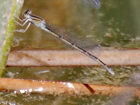 Familiar Bluet (Enallagma civile)