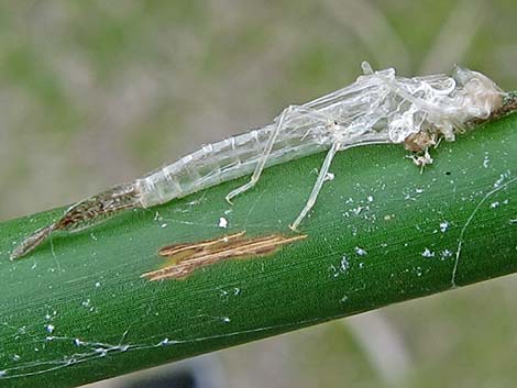 Familiar Bluet (Enallagma civile)