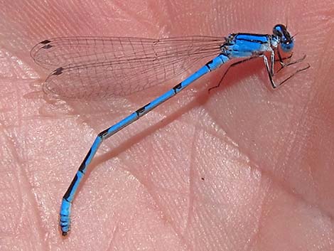 Familiar Bluet (Enallagma civile)