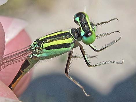 Desert Forktail (Ischnura barberi)