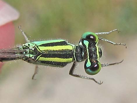 Desert Forktail (Ischnura barberi)