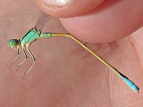 Desert Forktail (Ischnura barberi)