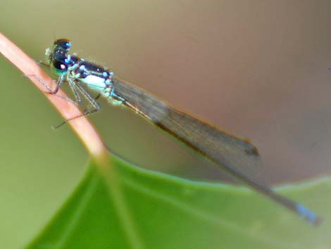 Pacific Forktail (Ischnura cervula)