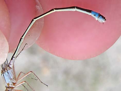 Pacific Forktail (Ischnura cervula)