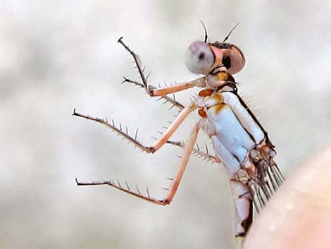 Pacific Forktail (Ischnura cervula)