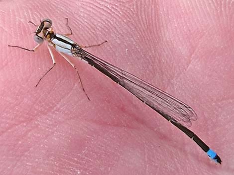 Pacific Forktail (Ischnura cervula)