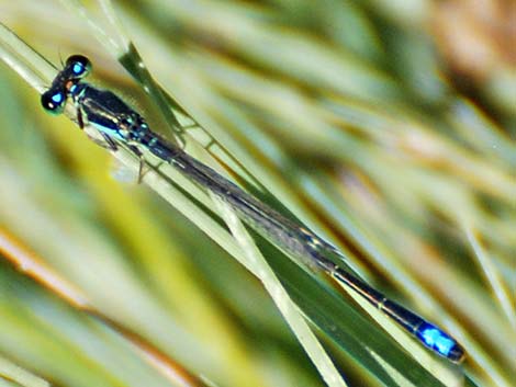 Black-fronted Forktail (Ischnura denticollis)