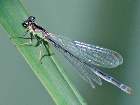 Black-fronted Forktail (Ischnura denticollis)