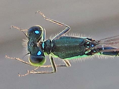 Black-fronted Forktail (Ischnura denticollis)