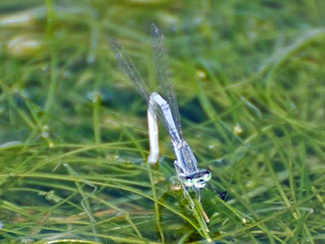 Western Forktail (Ischnura perparva)