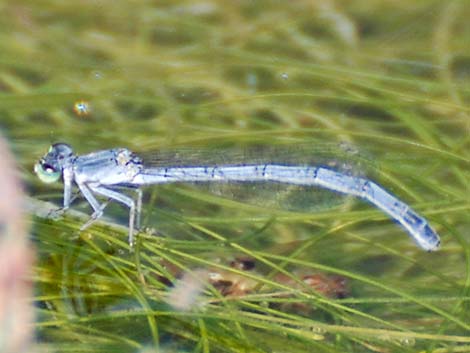 Western Forktail (Ischnura perparva)