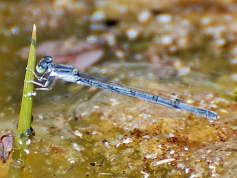 Western Forktail (Ischnura perparva)