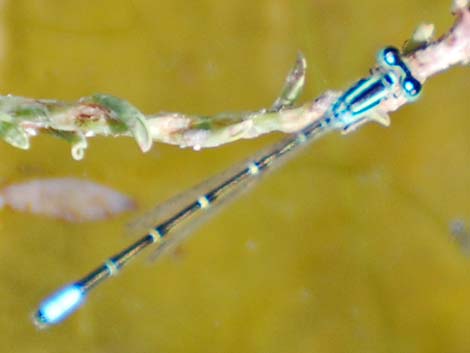 Western Forktail (Ischnura perparva)