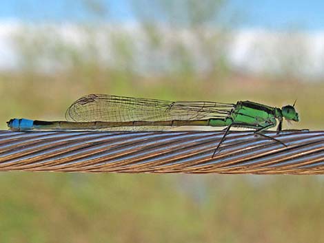 Rambur's Forktail (Ischnura ramburii)