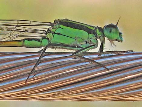 Rambur's Forktail (Ischnura ramburii)