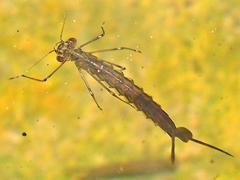 Damselfly Larvae (Suborder Zygoptera)