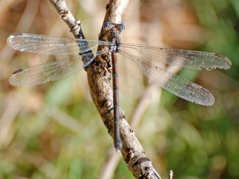 Great Spreadwing (Archilestes grandis)