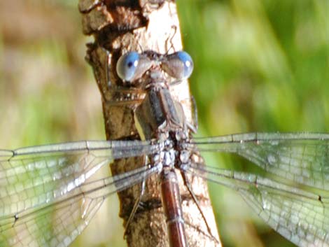 Great Spreadwing (Archilestes grandis)