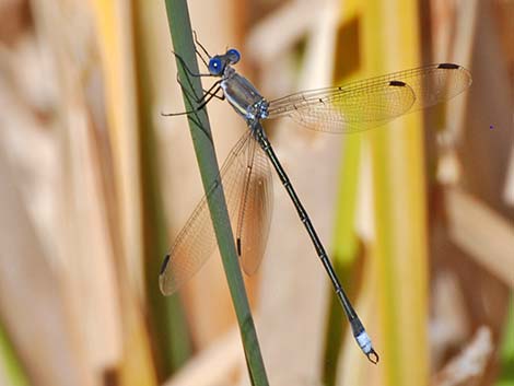 Great Spreadwing (Archilestes grandis)