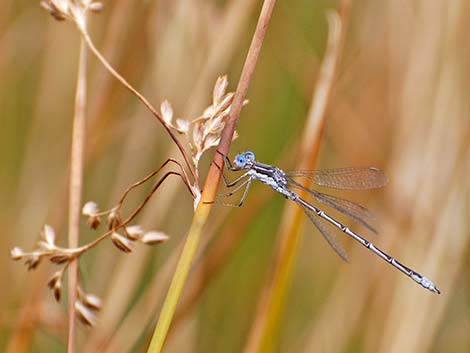 Spotted Spreadwing (Lestes congener)