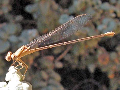 Zygoptera