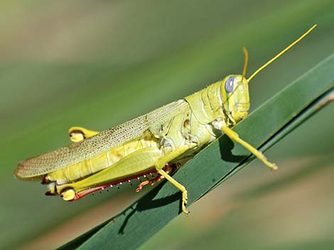 Green Bird Grasshopper (Schistocerca shoshone)