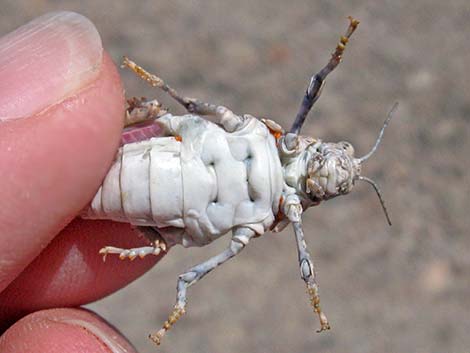 Red-shanked Grasshopper (Xanthippus corallipes)