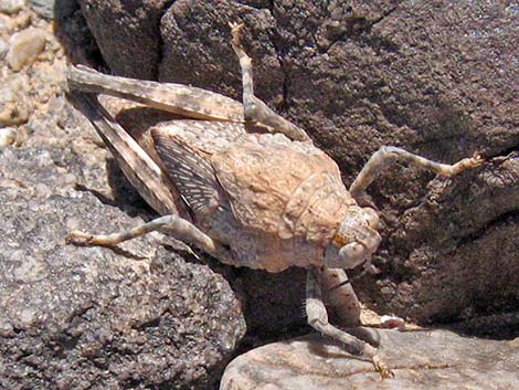 Red-shanked Grasshopper (Xanthippus corallipes)