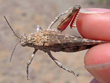 Red-shanked Grasshopper (Xanthippus corallipes)