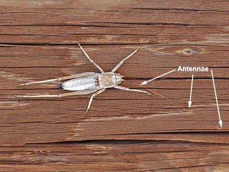 Camel Crickets (Family Rhaphidophoridae)