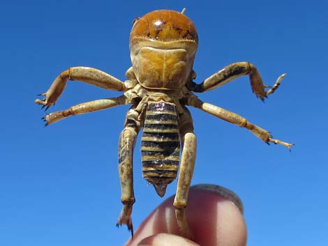 Jerusalem Cricket (Genus Stenopelmatidae)