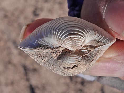 Asian Clam (Corbicula fluminea)