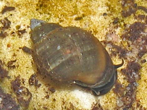 Springsnail (Physella)
