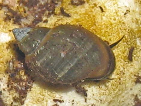 Springsnail (Physella)
