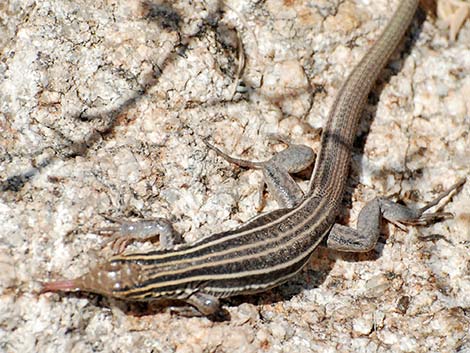 Sonoran Spotted Whiptail (Aspidoscelis sonorae)