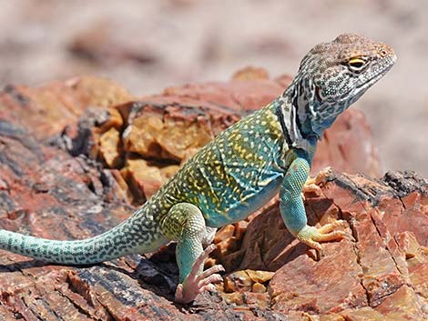 Common Collared Lizard (Crotaphytus collaris)