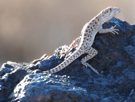 Leopard Lizard (Gambelia wislizenii)