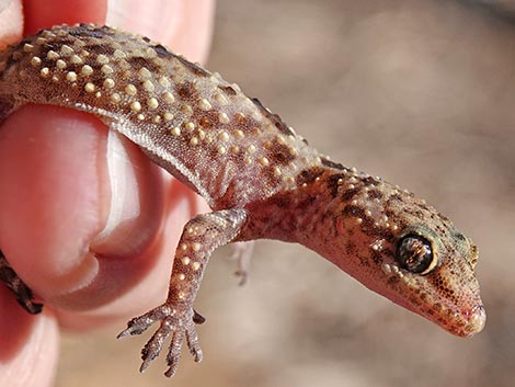 Mediterranean House Gecko (Hemidactylus turcicus)