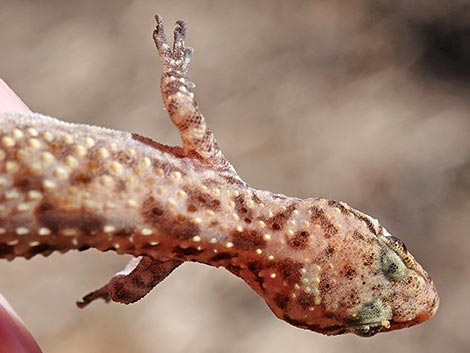 Mediterranean House Gecko (Hemidactylus turcicus)