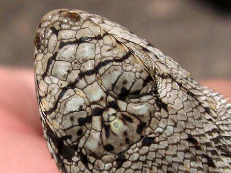 Great Basin Fence Lizard (Sceloporus occidentalis)